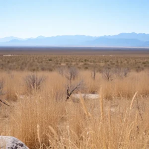 Texas landscape highlighting the risk of wildfires.